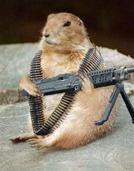 Army-rodents